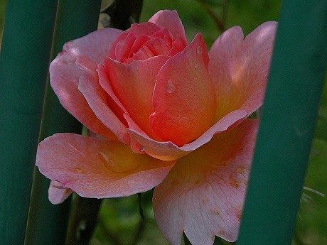 縦サイズs1006ib22.jpg