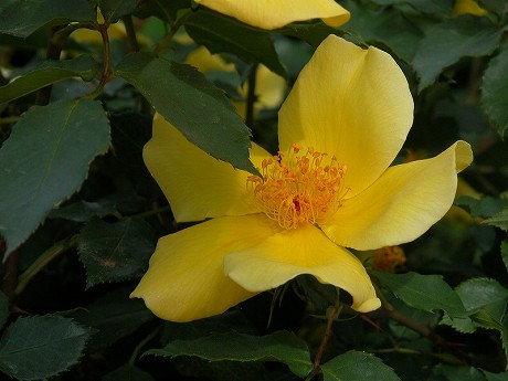 縦サイズs1105b56.jpg