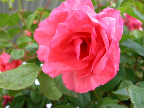 縦サイズs1105bk54.jpg